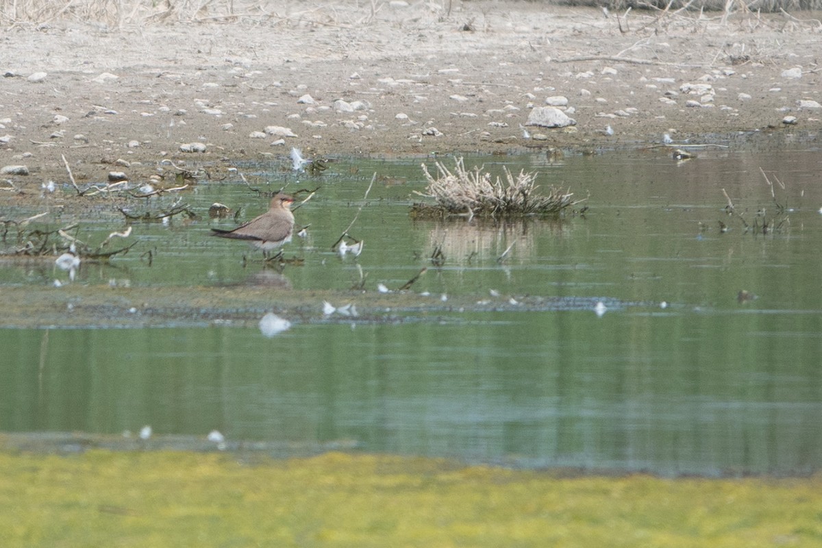 Collared Pratincole - ML620614260