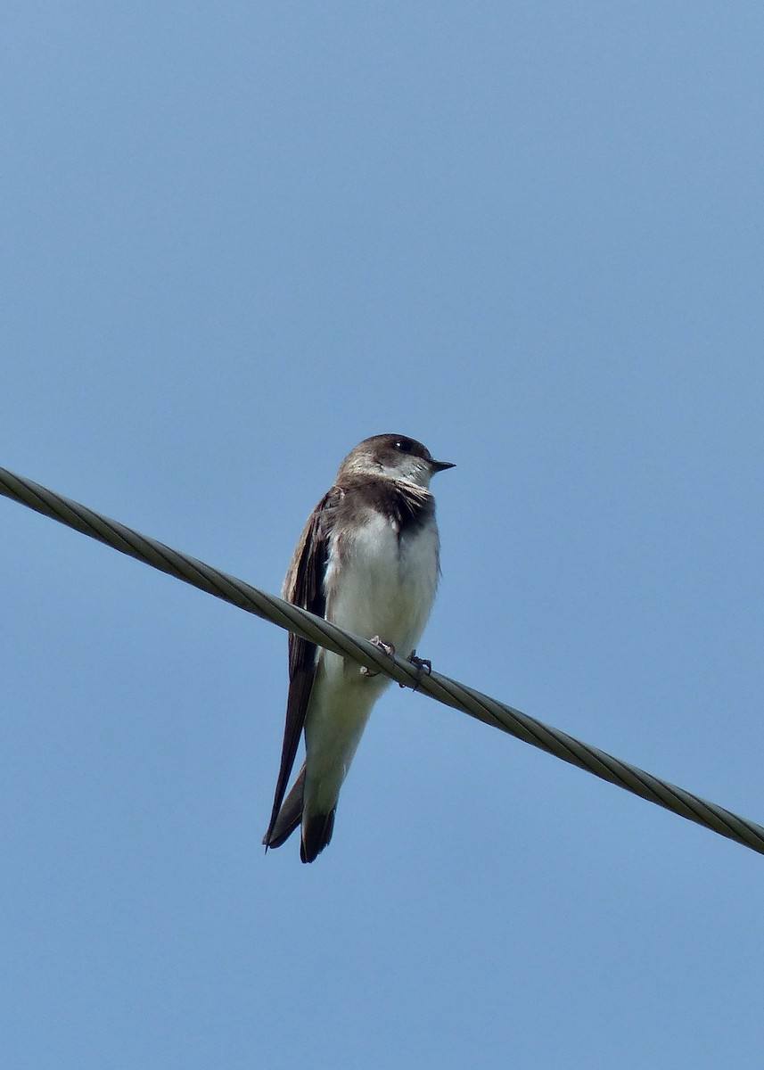 Bank Swallow - ML620614261