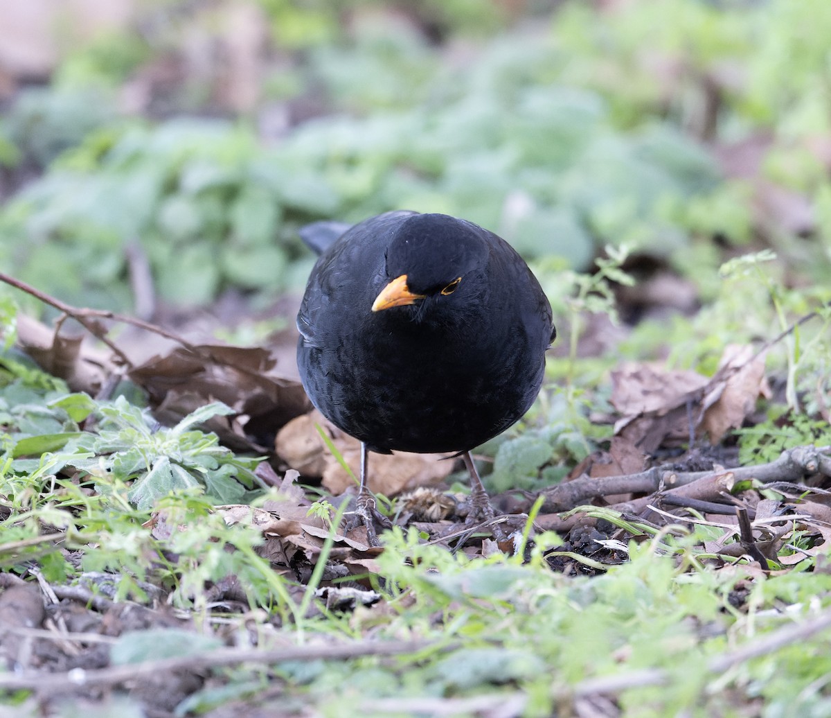 Eurasian Blackbird - ML620614266