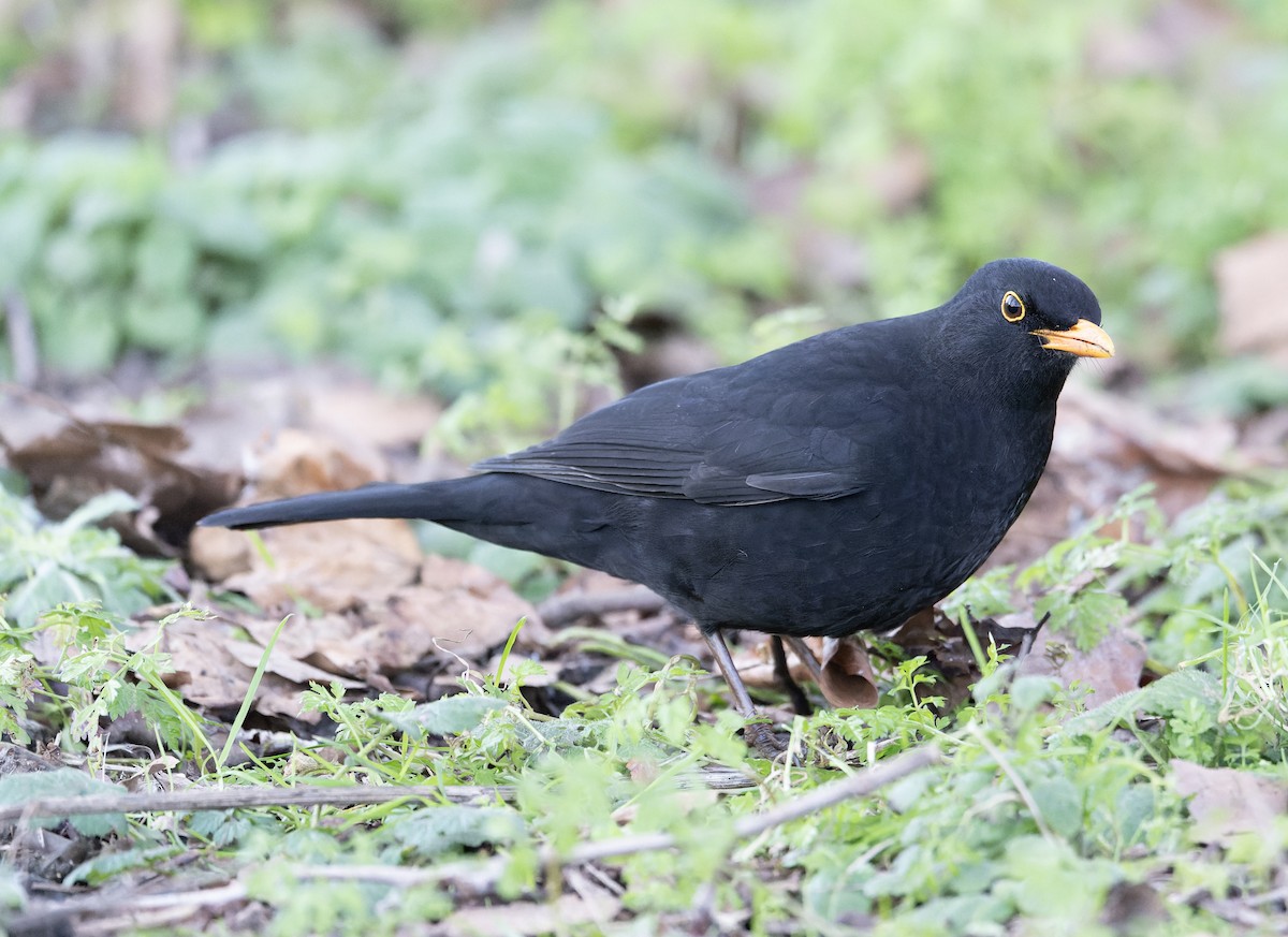 Eurasian Blackbird - ML620614268