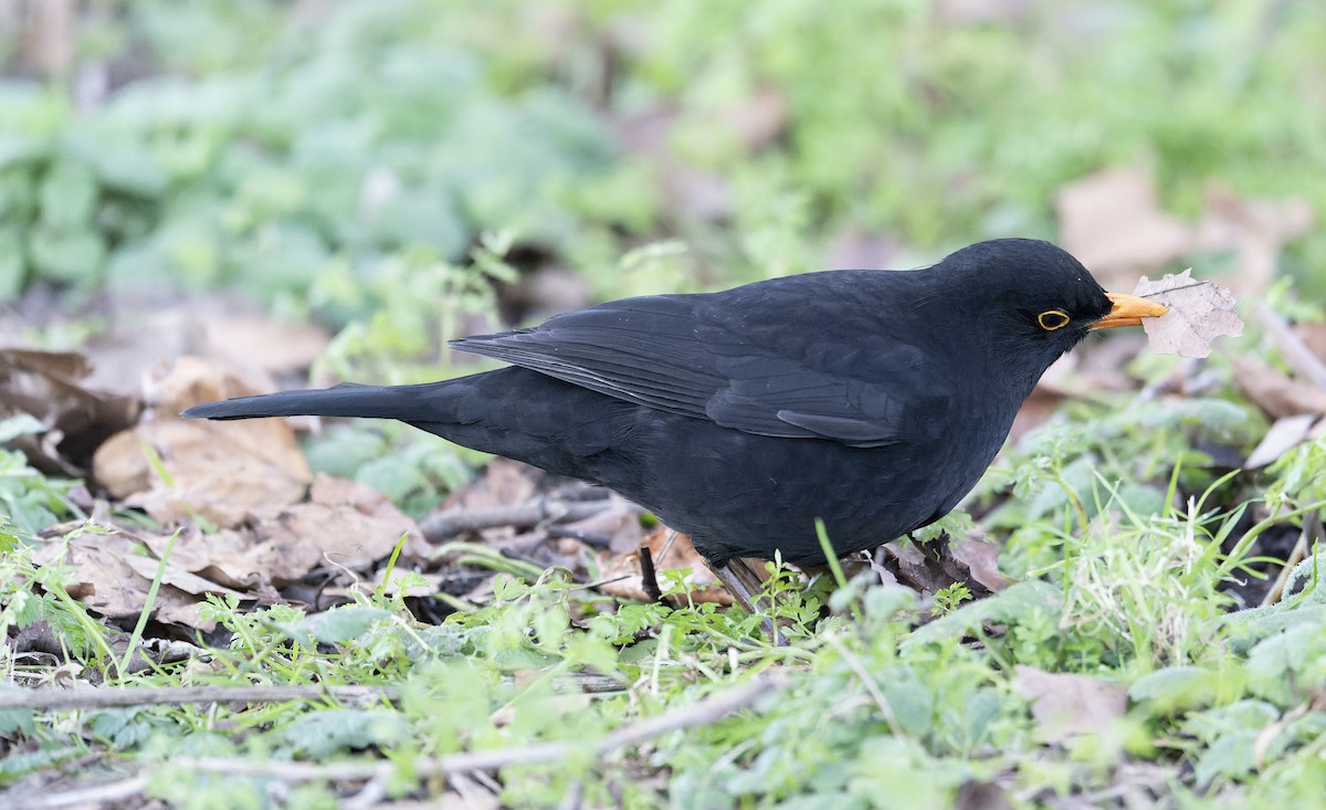 Eurasian Blackbird - ML620614269