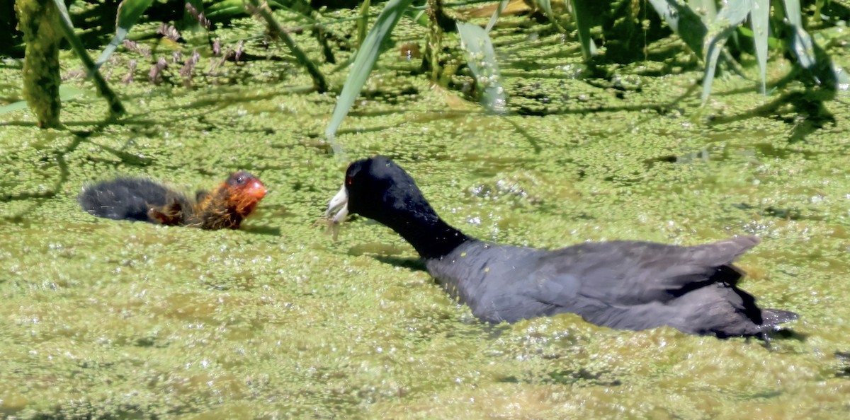 American Coot - Gretchen Framel