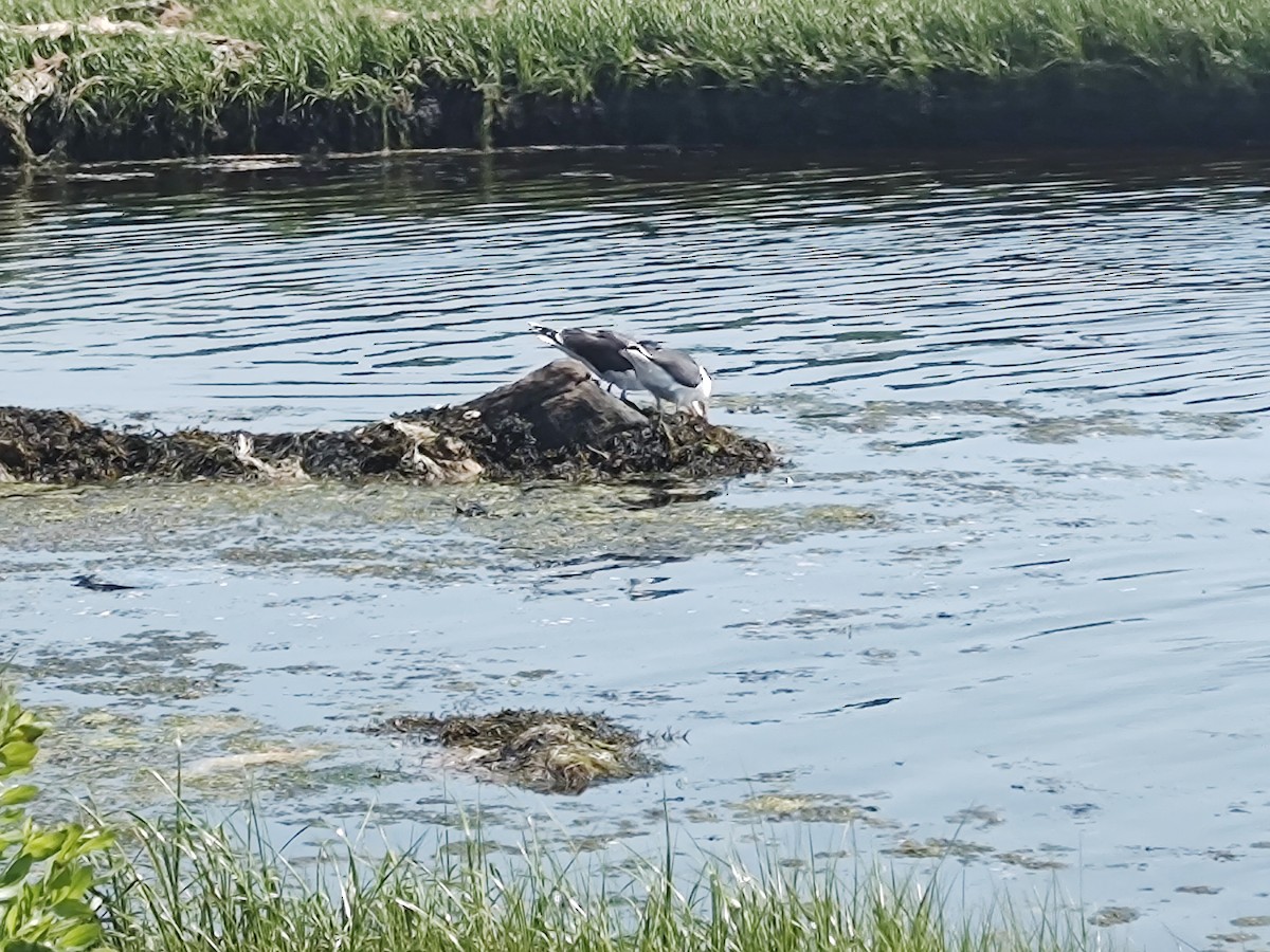 Great Black-backed Gull - ML620614274