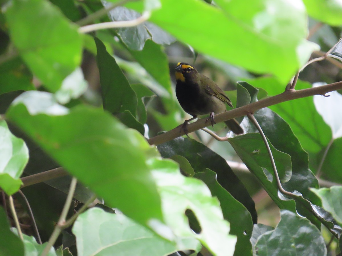 Yellow-faced Grassquit - ML620614277