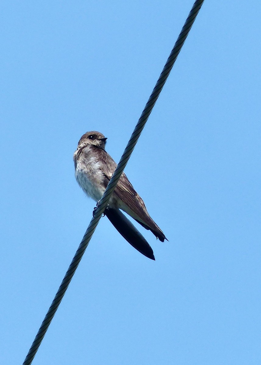Northern Rough-winged Swallow - ML620614278