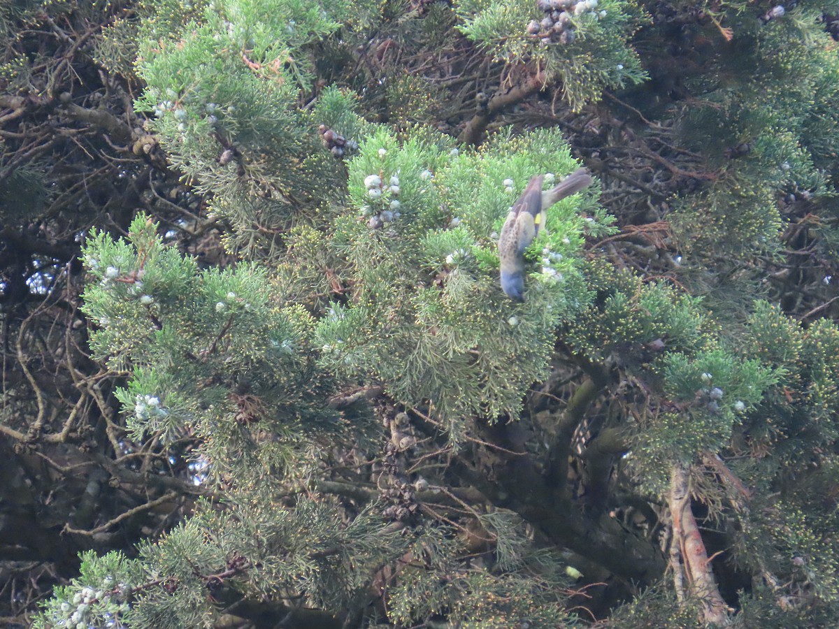 Yellow-winged Tanager - ML620614282