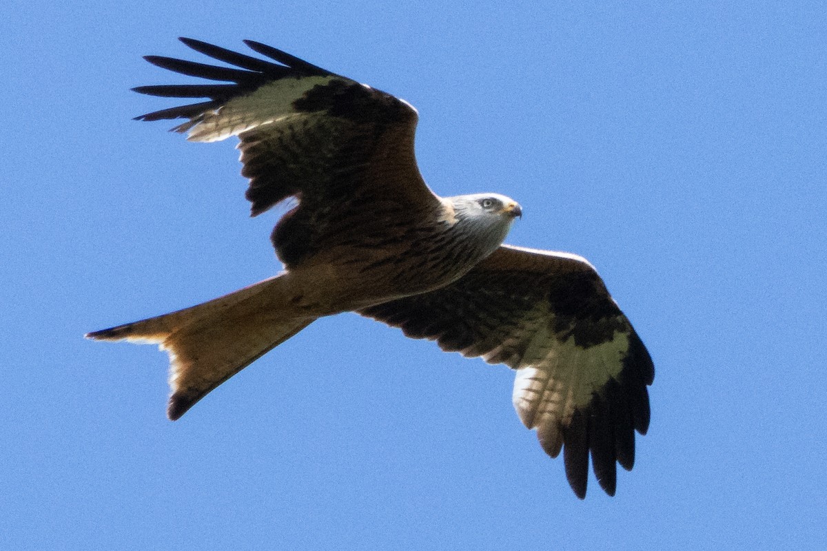 Red Kite - ML620614285