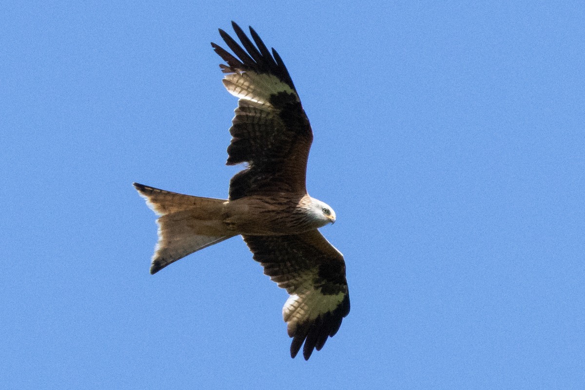 Red Kite - ML620614286