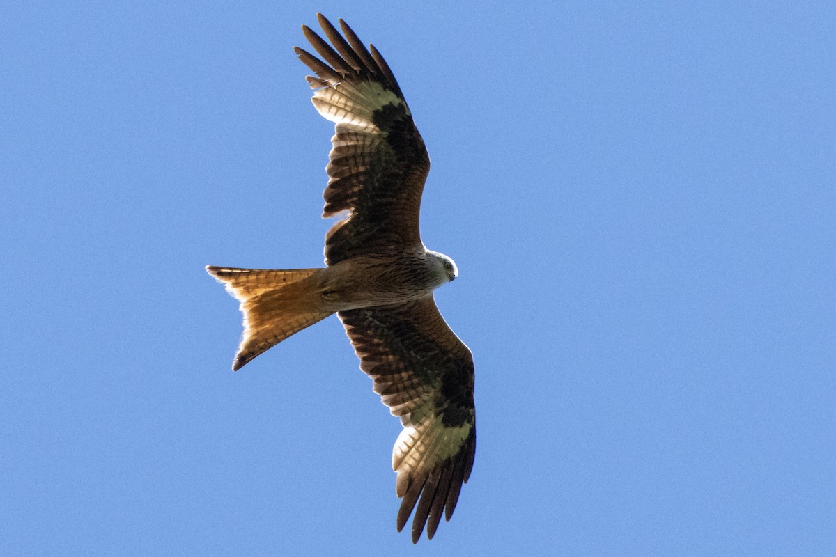 Red Kite - ML620614287