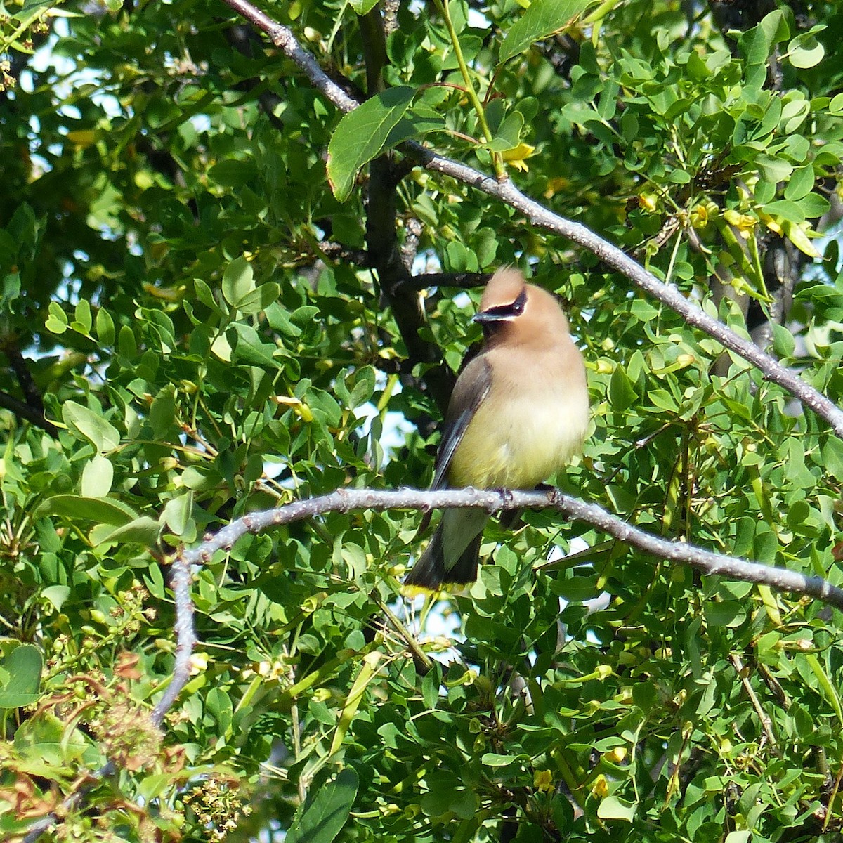 Cedar Waxwing - ML620614288