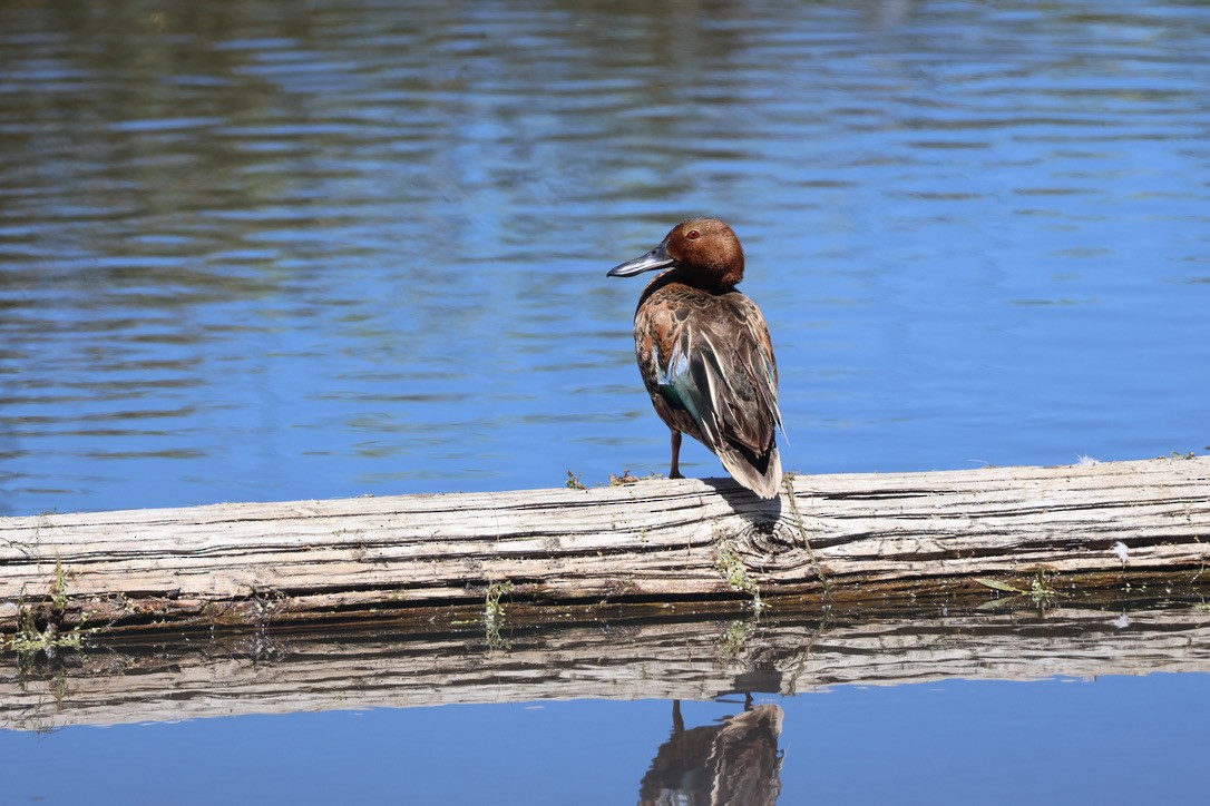 Cinnamon Teal - ML620614289