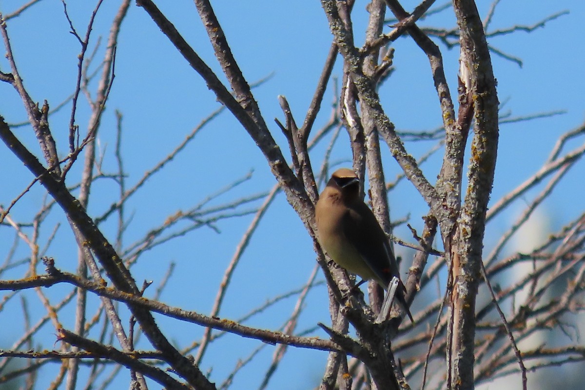 Cedar Waxwing - ML620614291