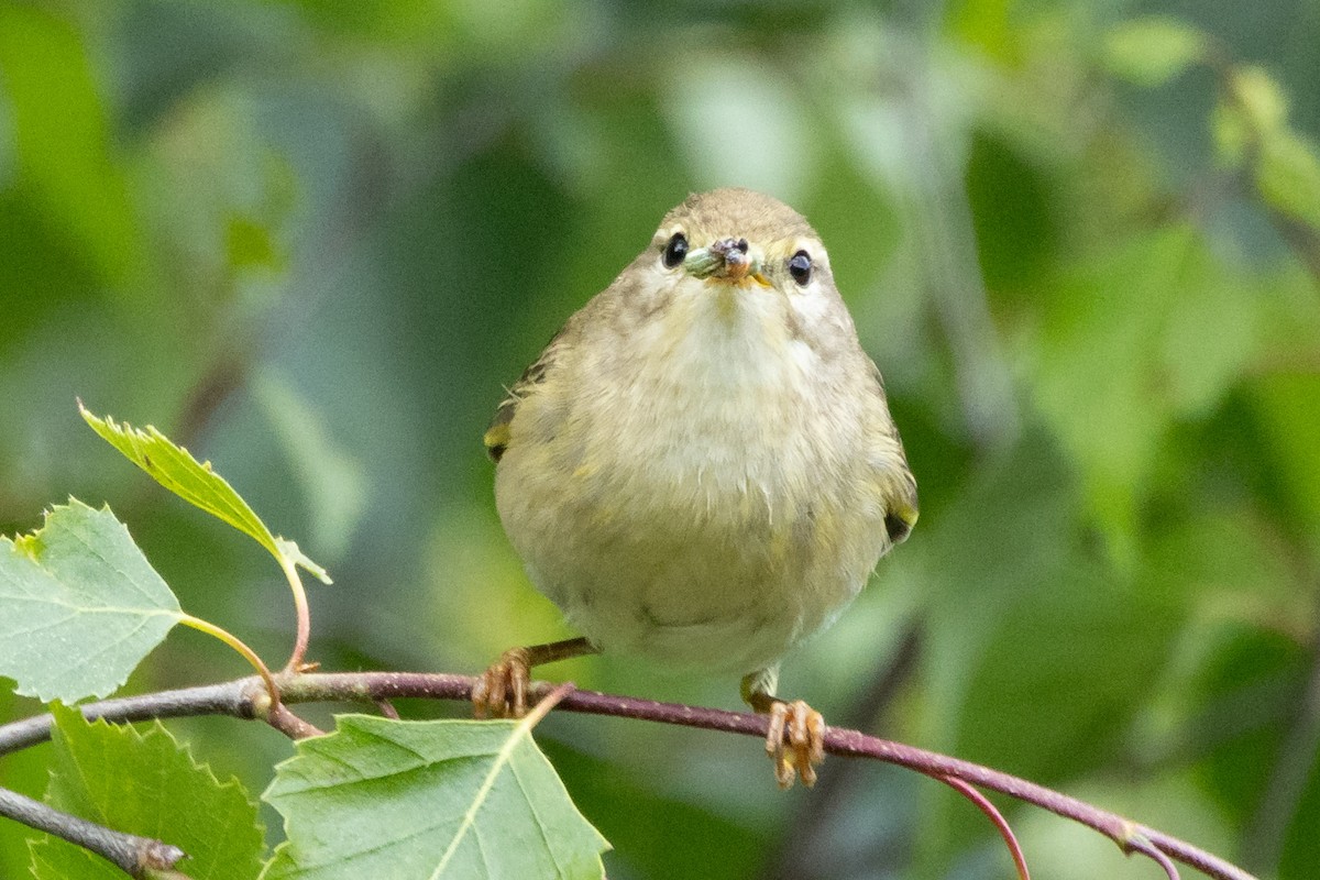 Willow Warbler - ML620614293