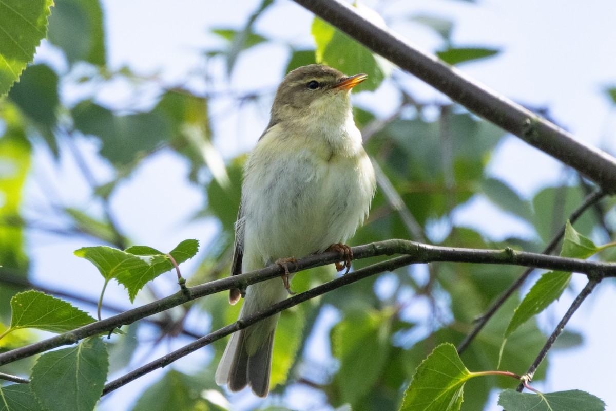 Willow Warbler - ML620614297