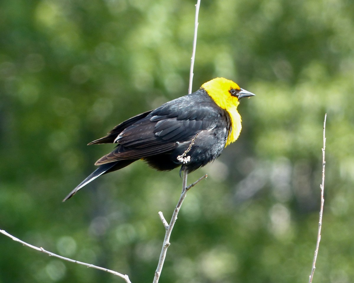 Yellow-headed Blackbird - ML620614298
