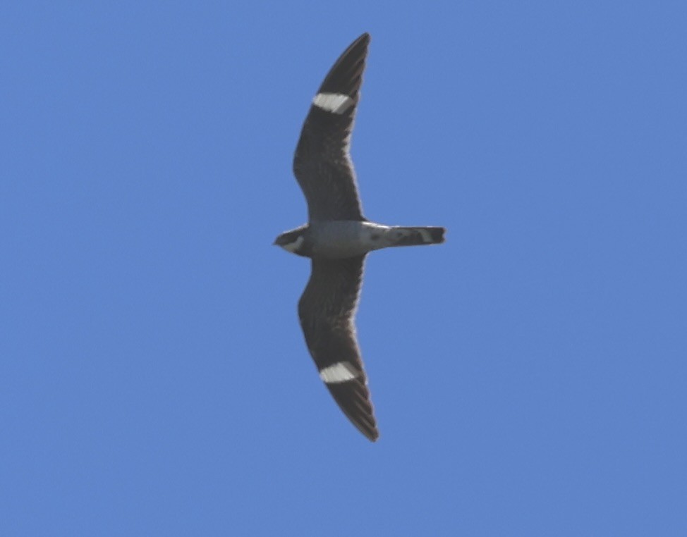 Common Nighthawk - ML620614303