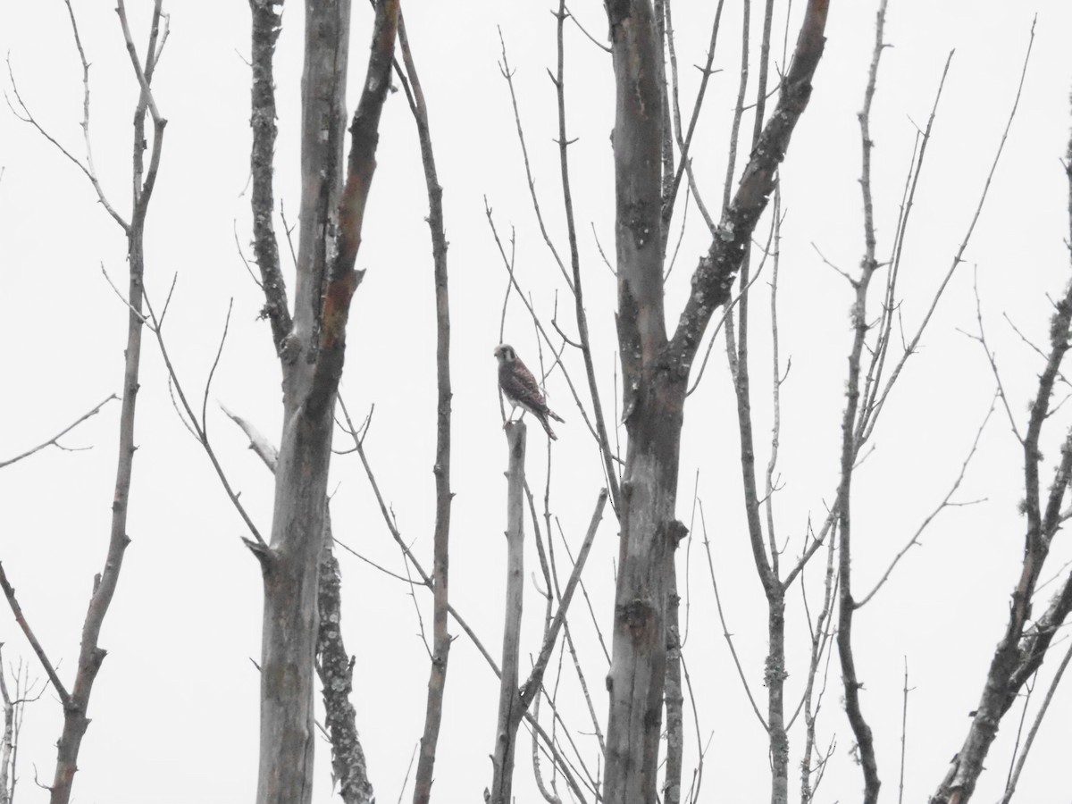 American Kestrel - ML620614306