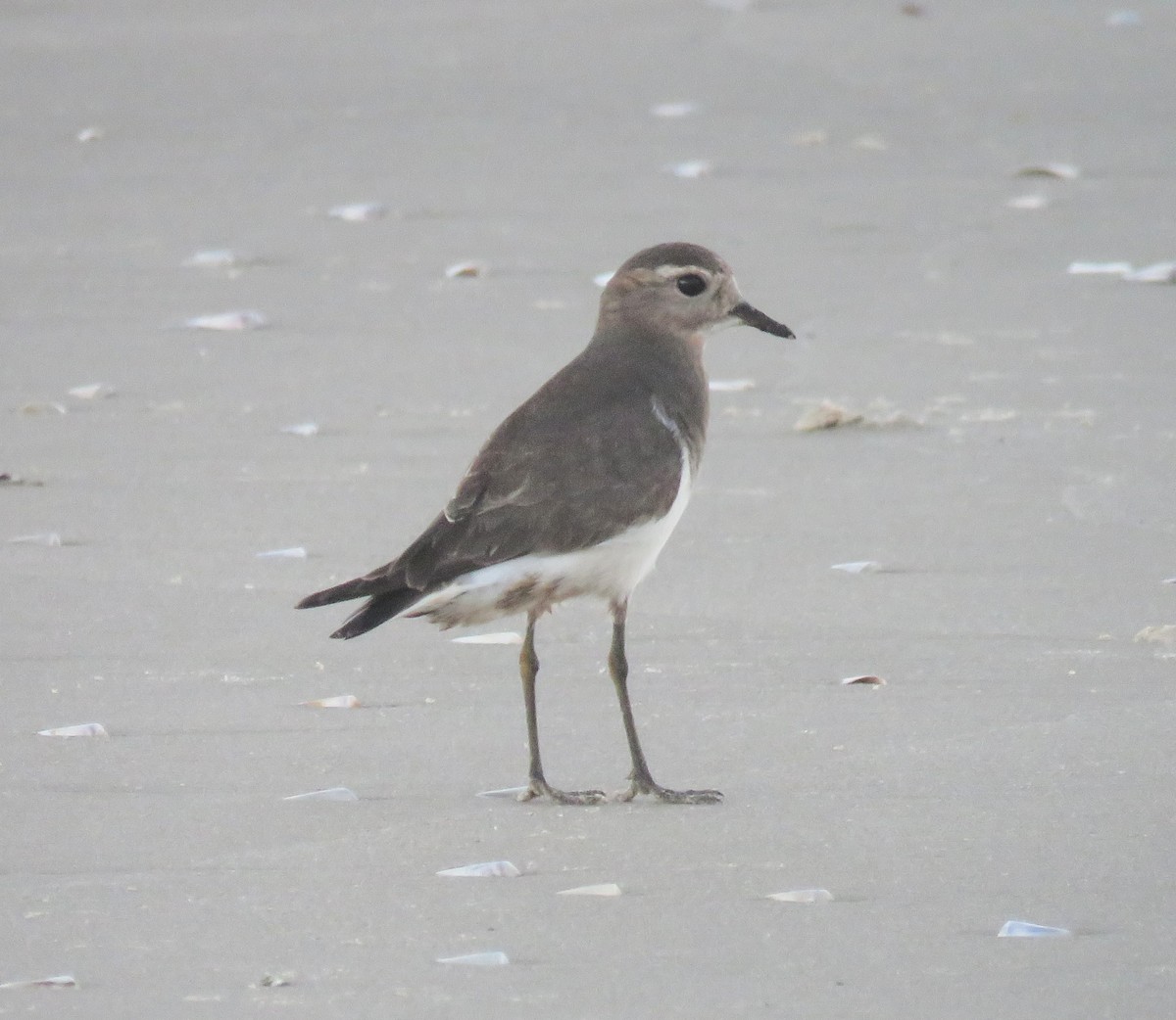 Rufous-chested Dotterel - ML620614311