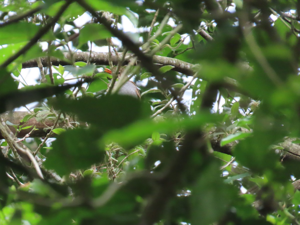 Orange-billed Nightingale-Thrush - ML620614313