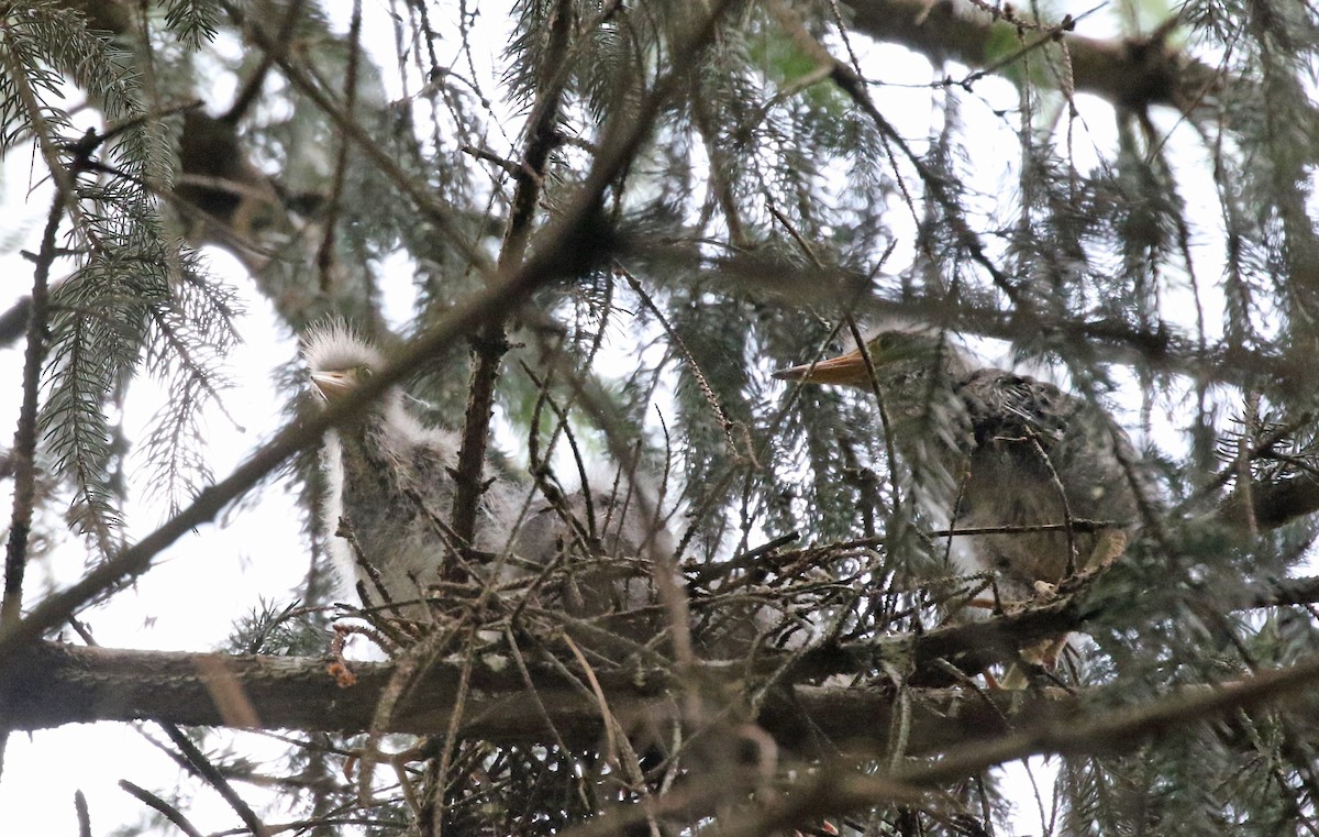 Green Heron - ML620614320