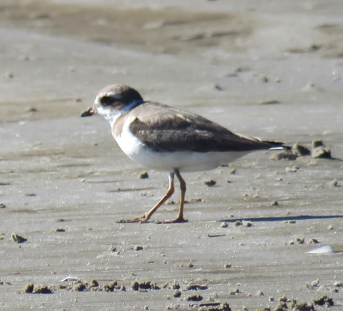 Semipalmated Plover - ML620614324