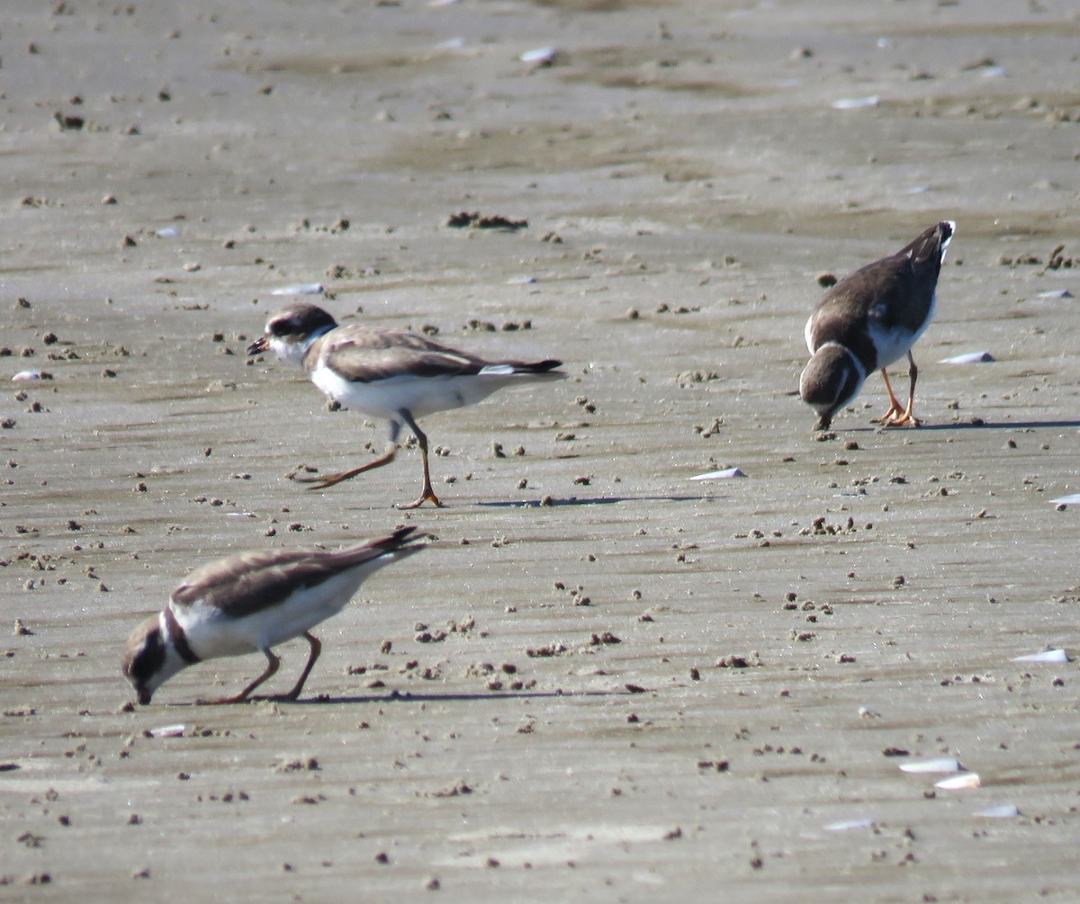 Semipalmated Plover - ML620614325