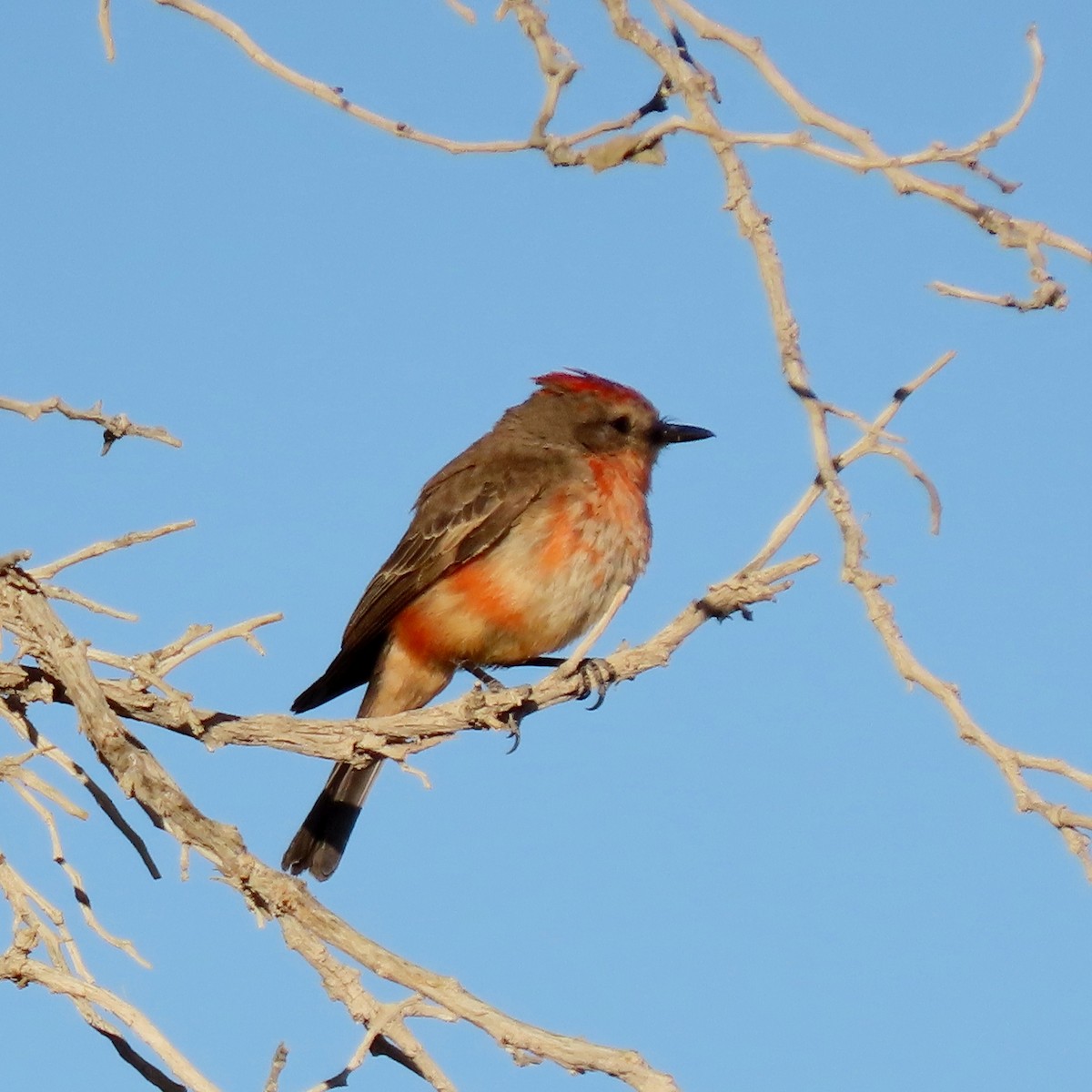 Vermilion Flycatcher - ML620614329