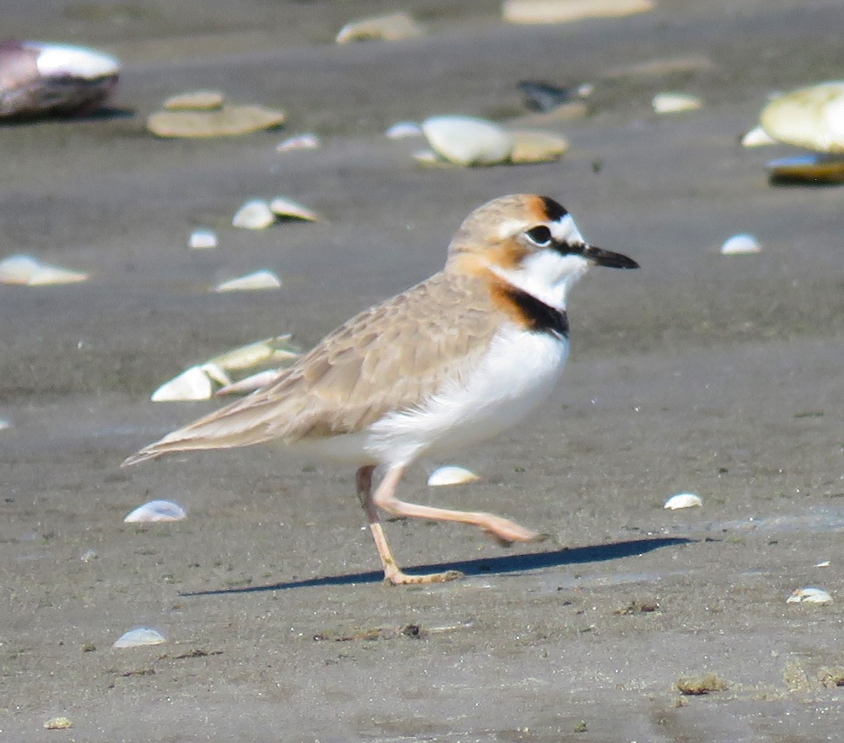 Collared Plover - ML620614332