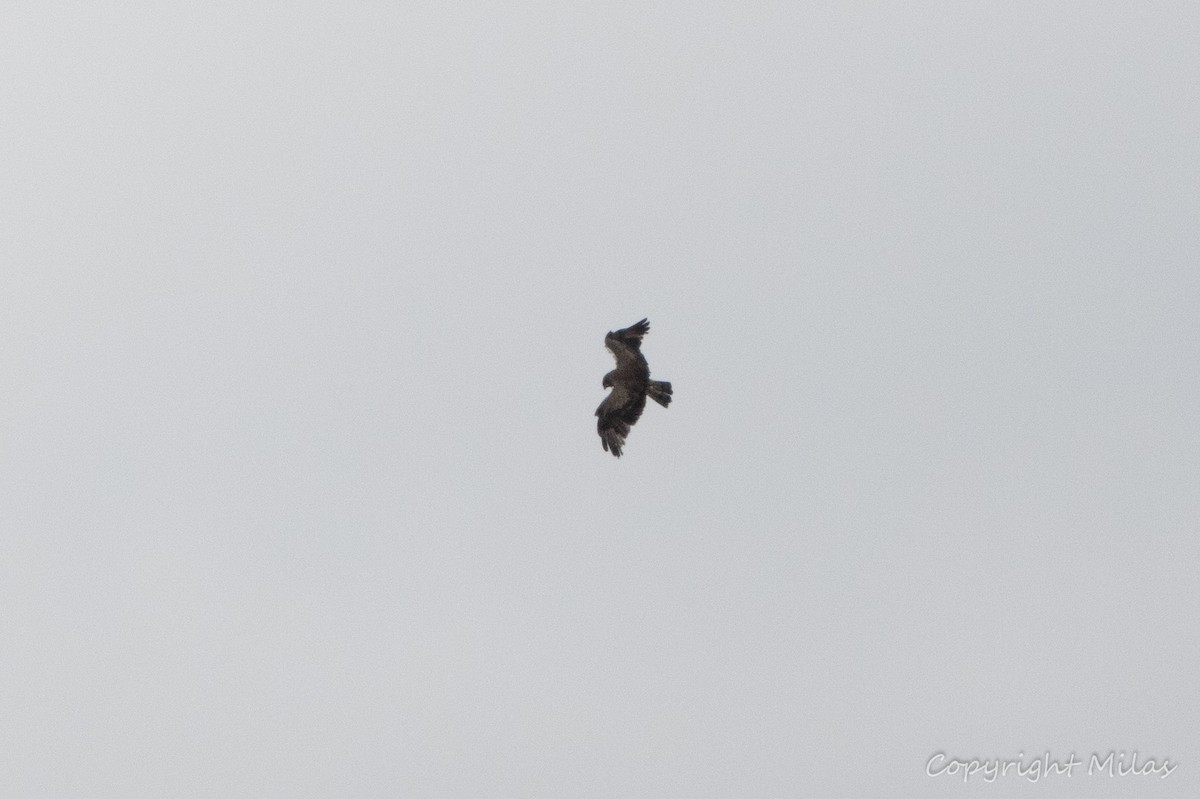 Short-toed Snake-Eagle - ML620614335