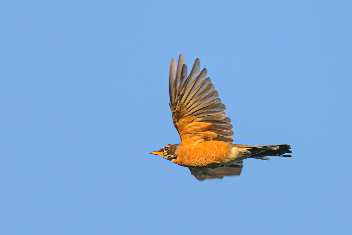 American Robin - ML620614336