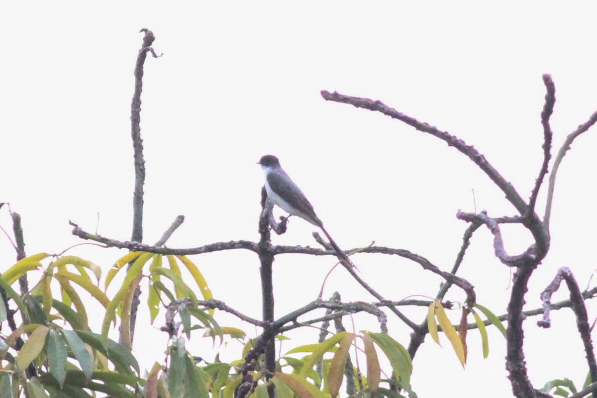 Fork-tailed Flycatcher - ML620614338