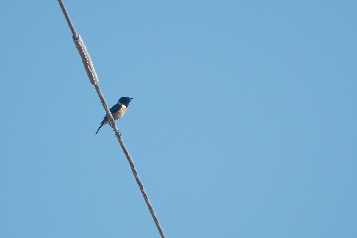 European Stonechat - ML620614343