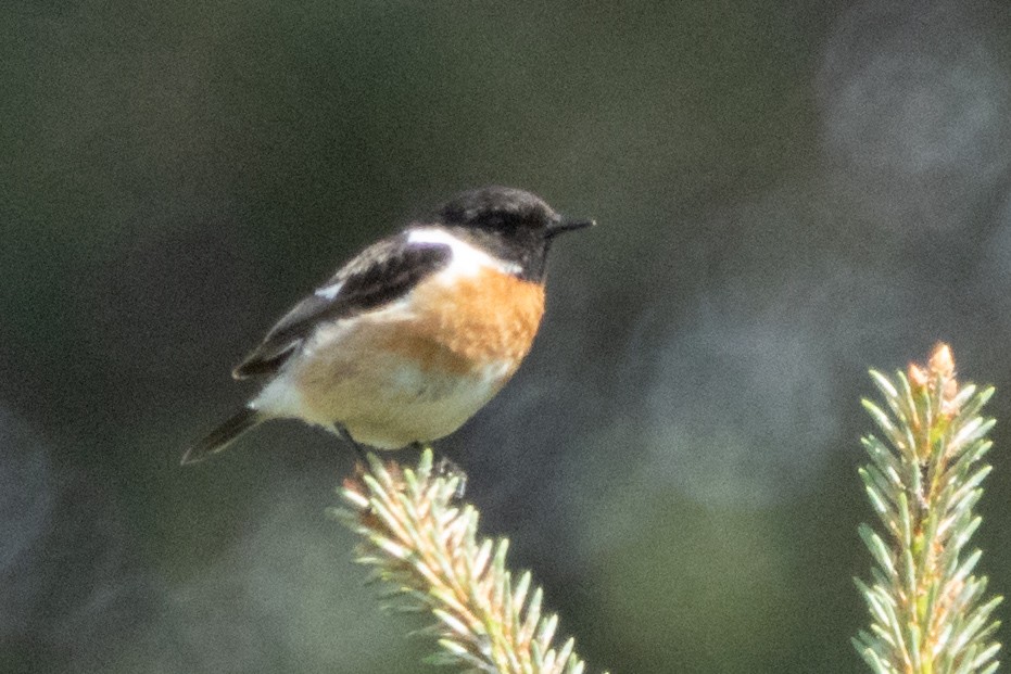 European Stonechat - ML620614347