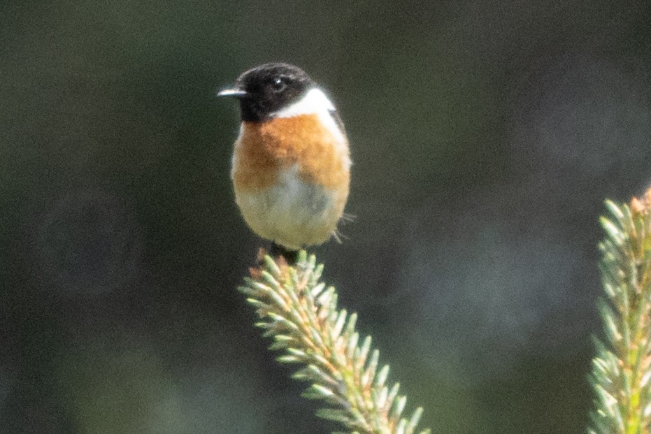 European Stonechat - ML620614348