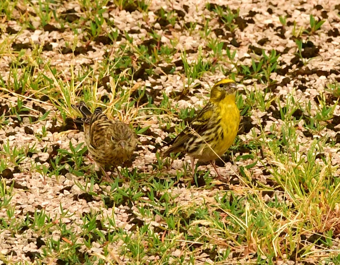 European Serin - Mary Jampel