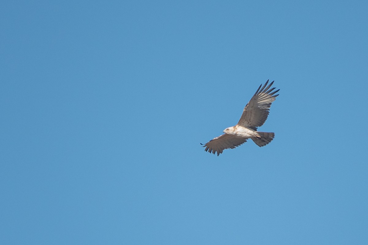 Short-toed Snake-Eagle - Vicente Pantoja Maggi