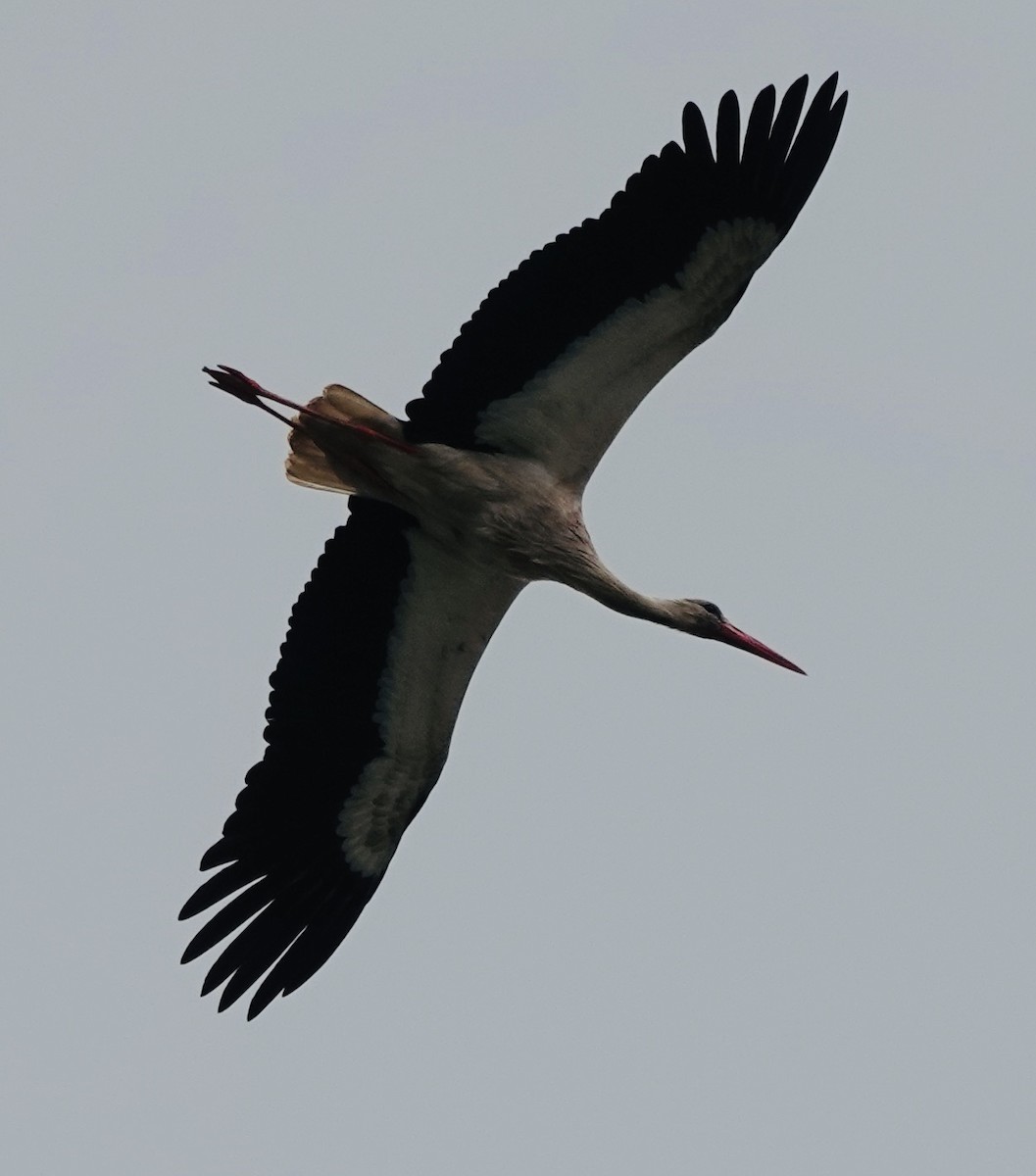 White Stork - ML620614352