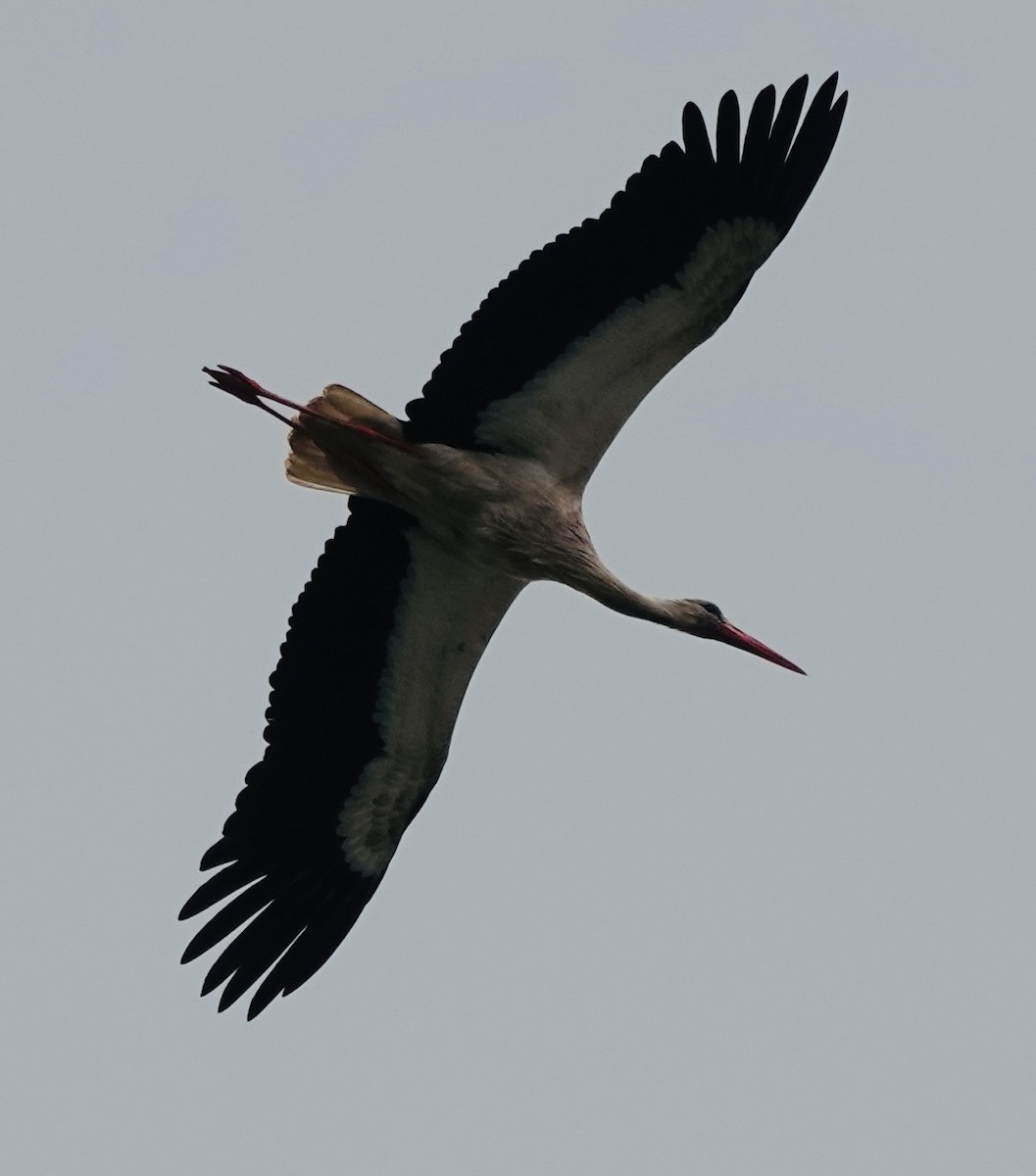 White Stork - Patricia Cullen