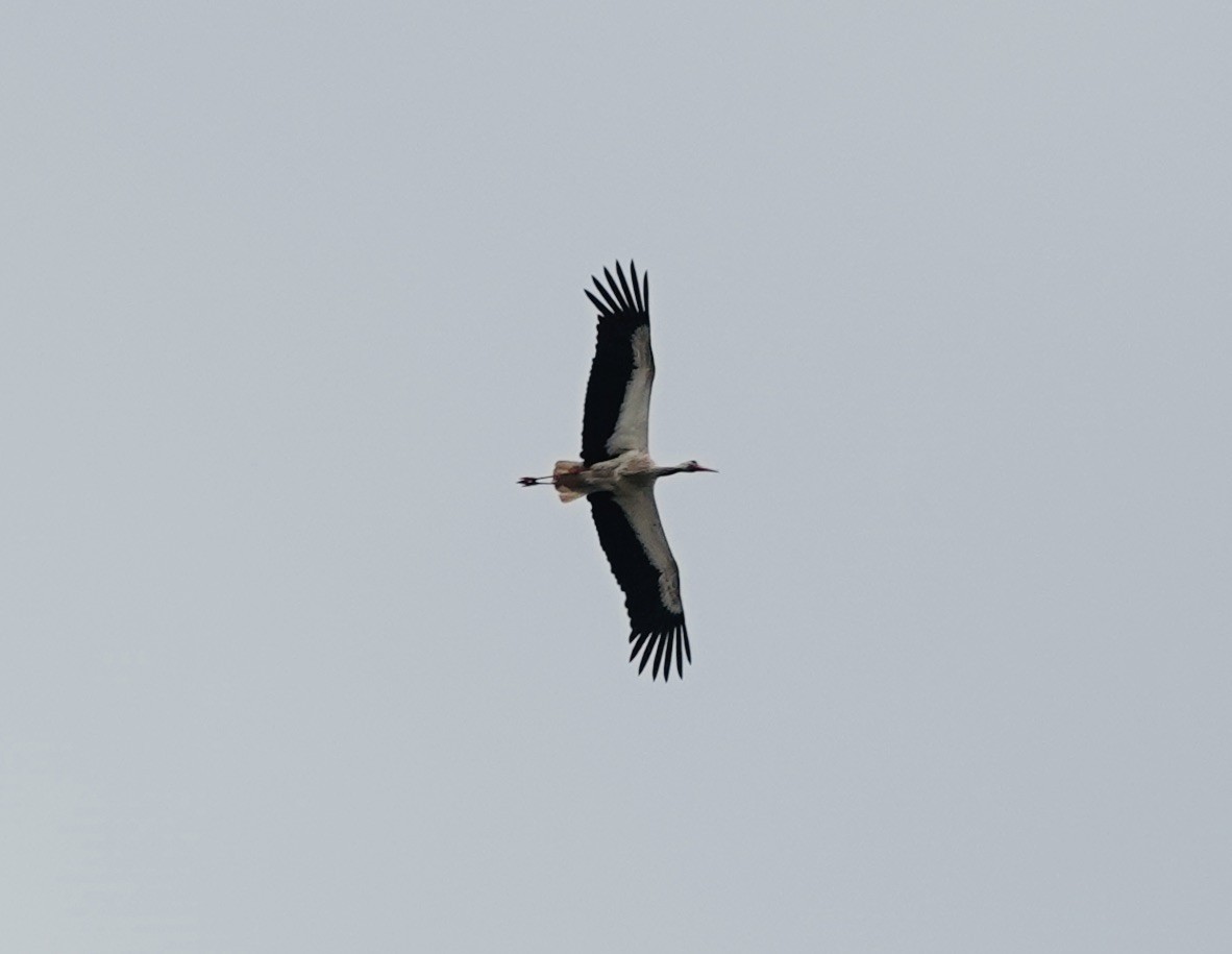 White Stork - ML620614354