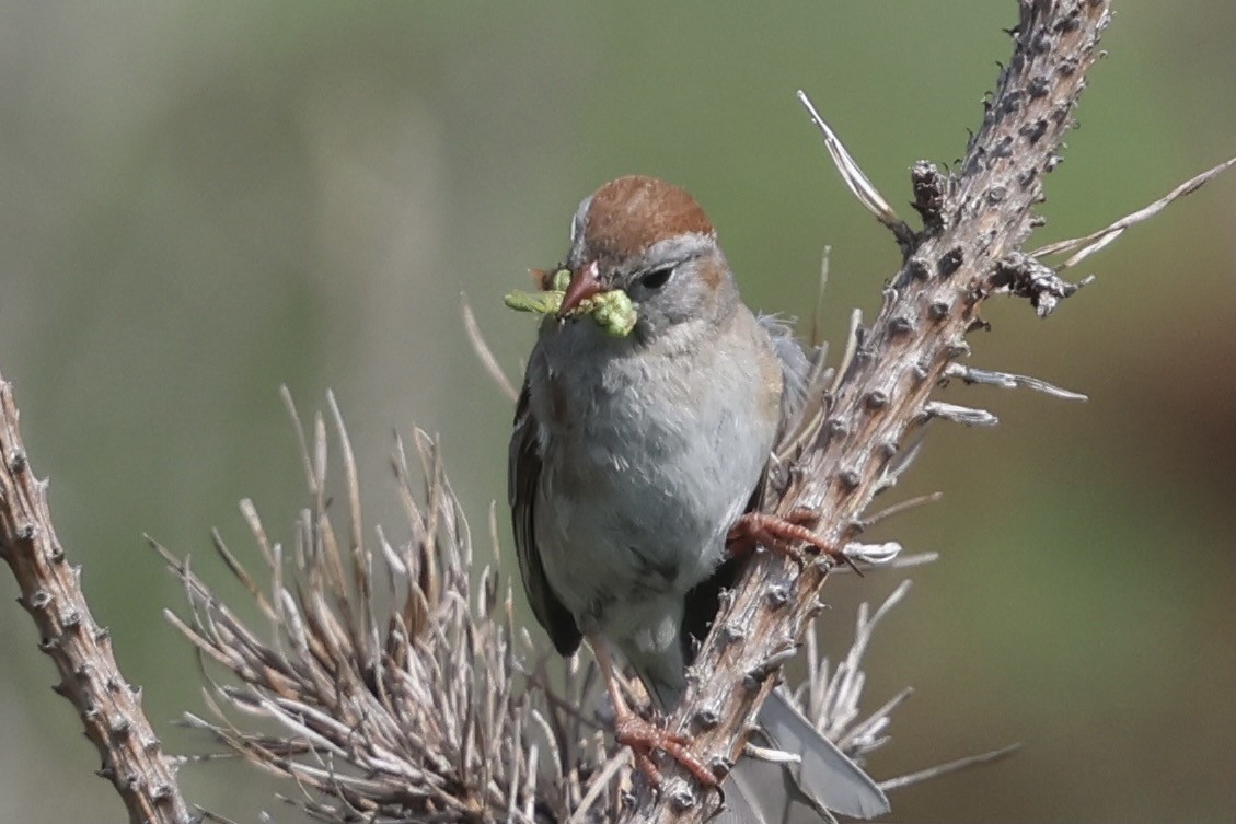 Field Sparrow - ML620614357