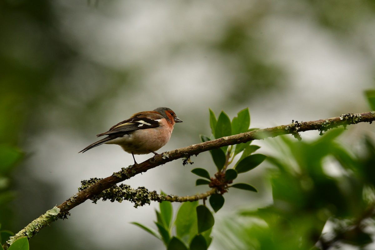 Common Chaffinch - ML620614358