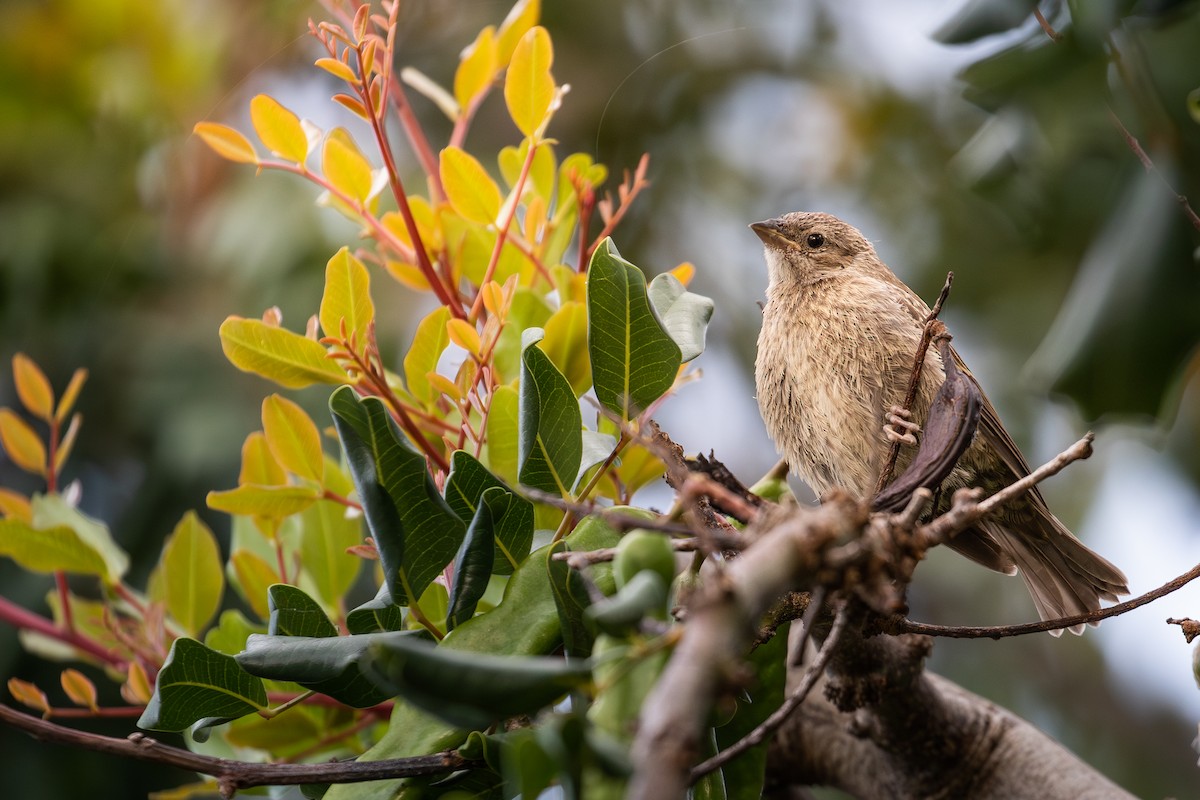 Brown-headed Cowbird - ML620614360