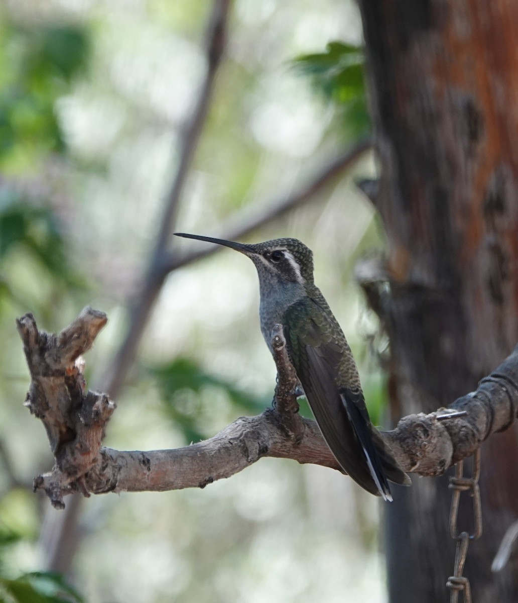 Colibrí Gorjiazul - ML620614362