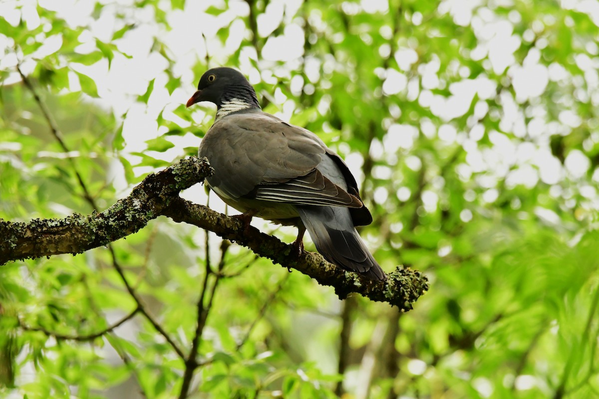 Common Wood-Pigeon - ML620614363