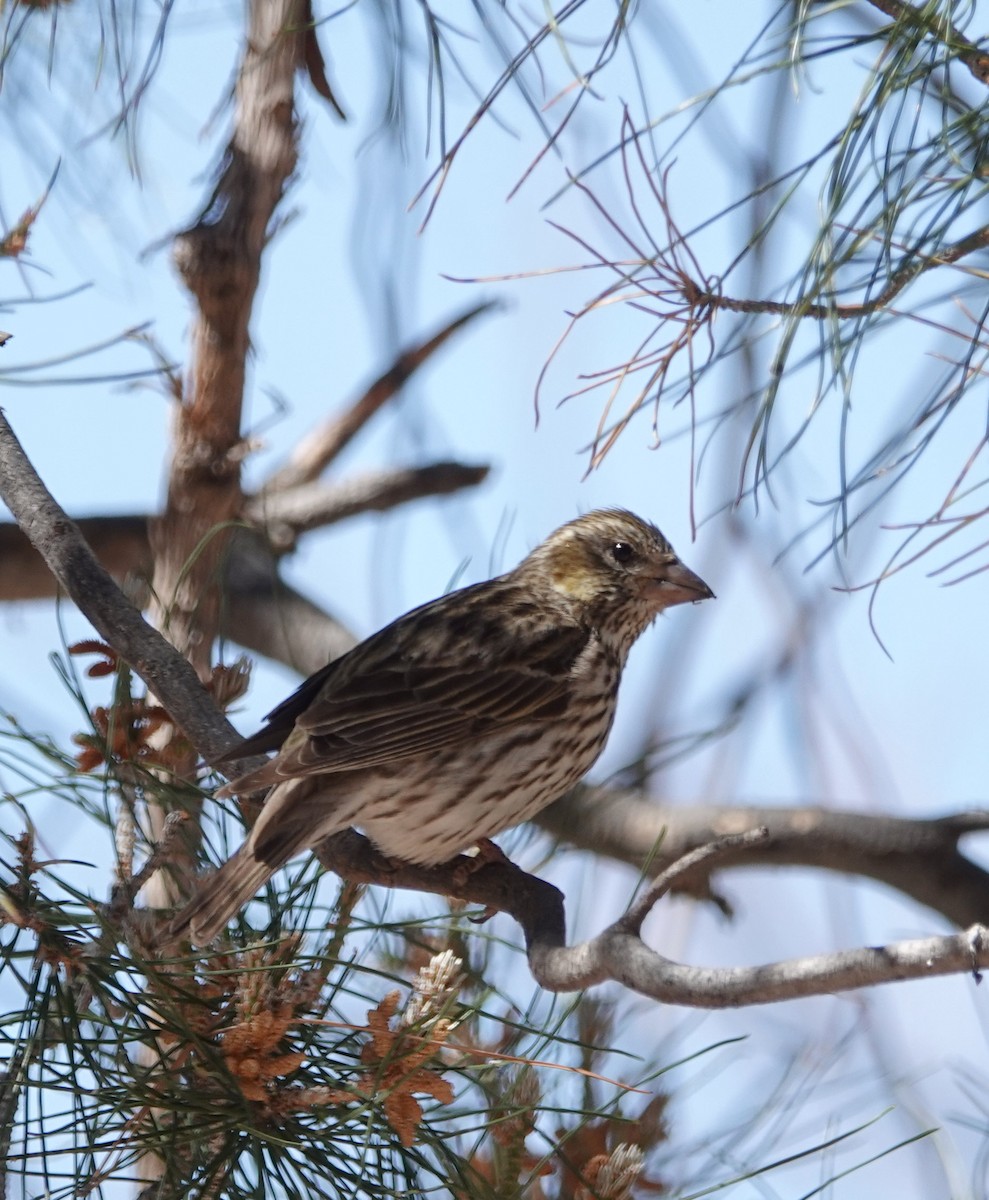 Cassin's Finch - ML620614364