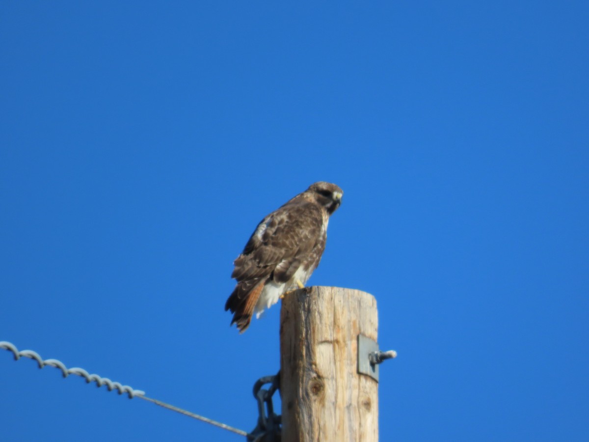 Red-tailed Hawk - ML620614365