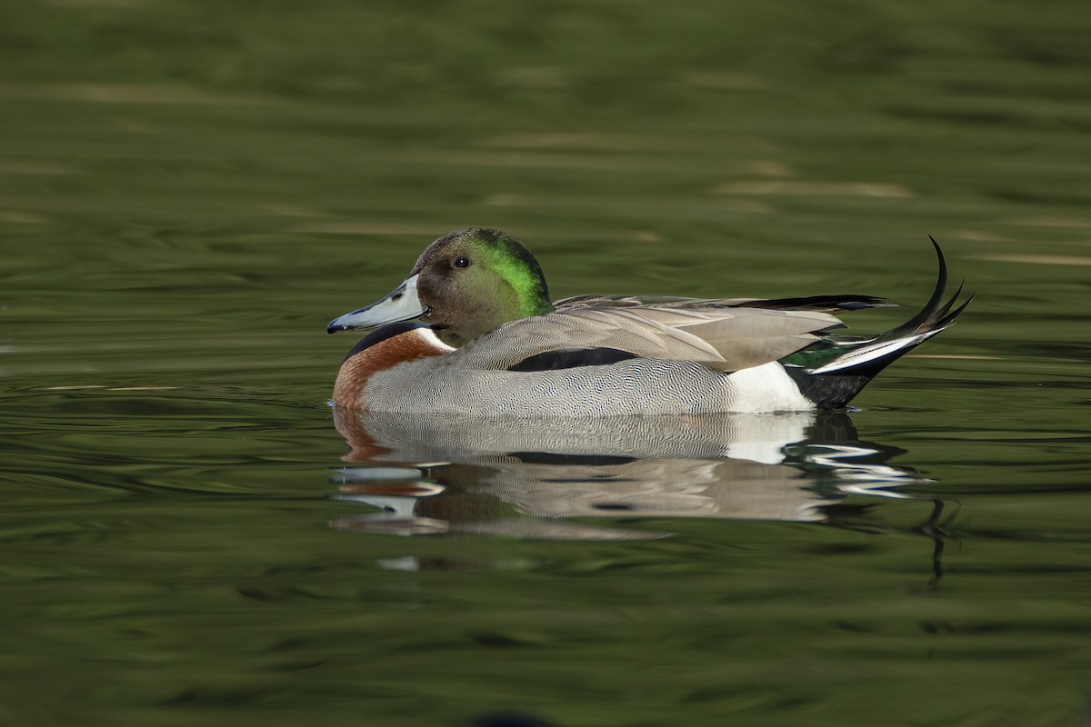 Mallard x Northern Pintail (hybrid) - ML620614366