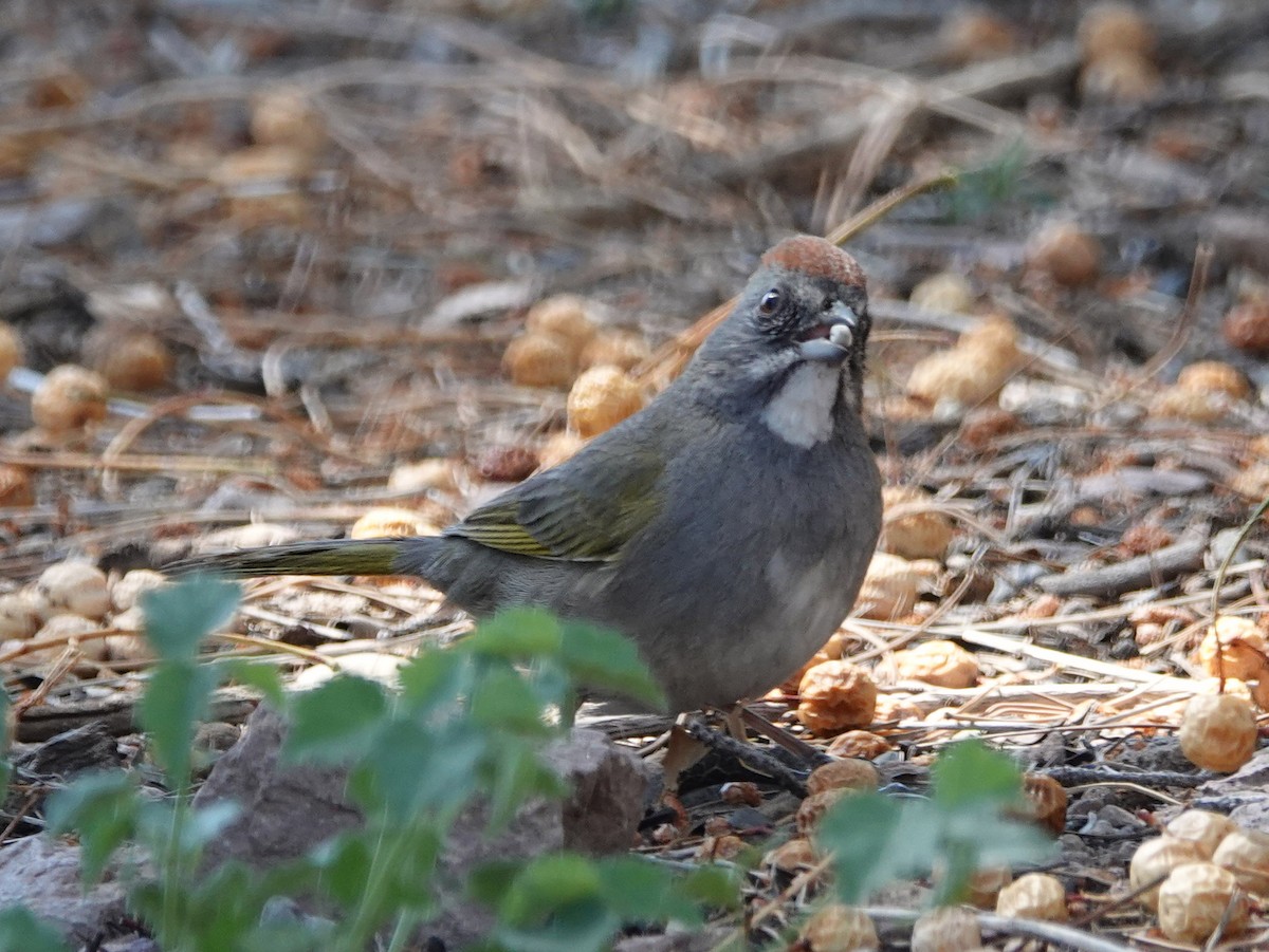 Green-tailed Towhee - Jenny Vogt