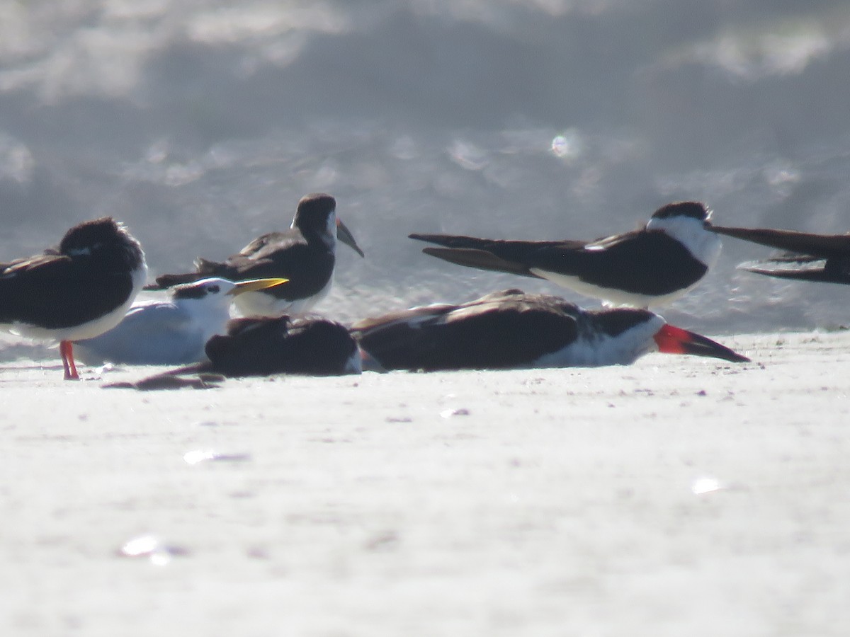 Black Skimmer - Letícia Matheus Baccarin