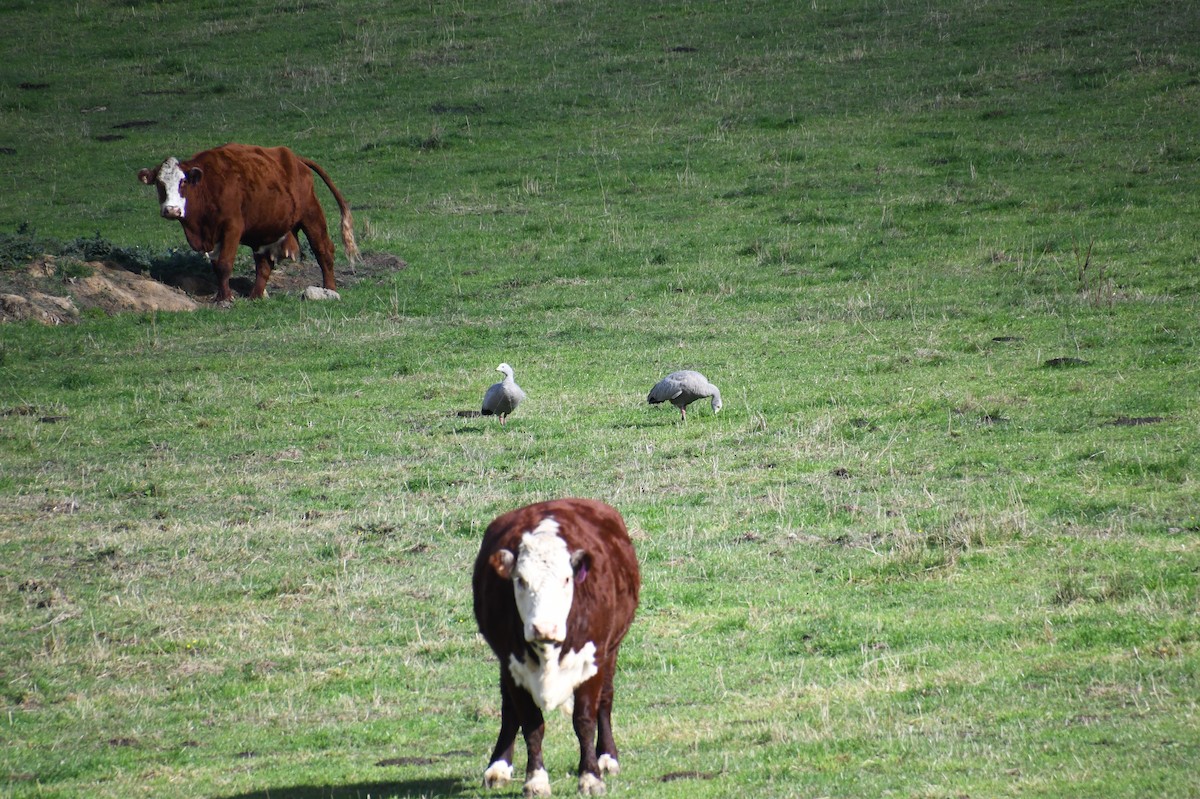 Cape Barren Goose - ML620614374